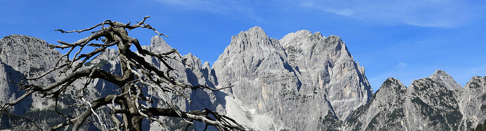 Pini rinsecchiti lungo la salita al Monte Re