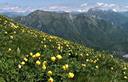 03-Fioritura di botton d'oro alle pendici del monte Cuar