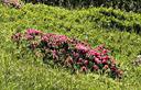 02-Fioritura di rododendro ferrugineo nei pressi di casera Fleons di sopra
