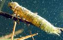 04-Anax imperator (larva)