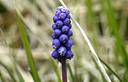 01-Muscari azzurro, particolare dell'infiorescenza