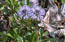 01-Fioritura di globularia piccola alle pendici del monte Prat