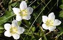 01-Fioritura di parnassia alle pendici del Col Gentile