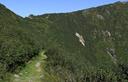 03-Boscaglia a ontano verde nel primo tratto del percorso