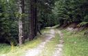 27-La pista forestale verso sella Bieliga