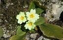 03-Primula comune in val Venzonassa