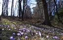 01-Fioritura primaverile di crochi al passo di San Martino