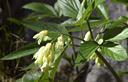 01-Fioritura di dentaria a nove foglie nel canale di Meduna