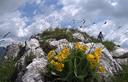 10-Fioritura di orecchia d'orso sul monte Laschiplas