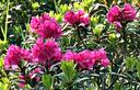 11-Rododendro ferrugineo presso casera Razzo
