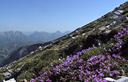 02-Tappeto di sassifraga a foglie opposte sul monte Clapsavon