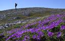 05-Tappeto di primula minima sul monte Clapsavon