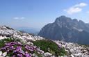 07-Tappeto di silene acaule sul monte Cimone