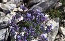 01-Tappeto di linaiola alpina in vetta al Cimone