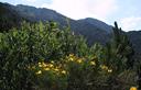 05-Ginestra stellata a forcella Forchiadice