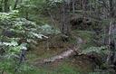 05-La forcella del Cuel Brusat immersa nella boscaglia