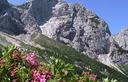 02-Fioritura di rododendro irsuto all'Alpe Moritsch