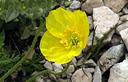 04-Papavero giallo sulla Creta di Aip