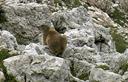 01-Marmotta sulla Creta di Aip