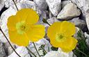 08-Papavero giallo, particolare del fiore