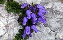 02-Campanula di Zois presso sella Bila Pec