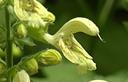 01-Salvia gialla, particolare del fiore