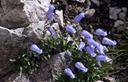 04-Campanula di Zois sulla Cima del Cacciatore