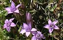 04-Genzianella delle Dolomiti, particolare della fioritura