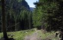 04-Bosco di conifere lungo il sentiero per la sella di Lom