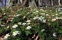 03-Tappeto di anemone dei boschi alle pendici del monte Mia