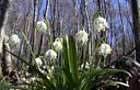 04-Fioritura di campanellino alle pendici del monte Mia