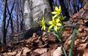 01-Fioritura di cipollaccio giallo alle pendici del monte Mia