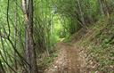 04-Bosco di pino e faggio lungo il sentiero naturalistico Prerit - Mincigos - Morosine