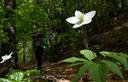 10-Anemone a tre foglie lungo il sentiero naturalistico Prerit - Mincigos - Morosine
