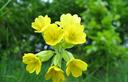 03-Fioritura di primula odorosa a casera Nischiuarch