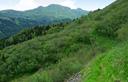 05-Boscaglia a ontano verde alle pendici settentrionali del monte Dimon