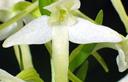 01-Orchidea bifoglia, particolare del fiore