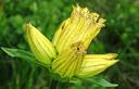 01-Genziana punteggiata al passo Pecol di Chiaula