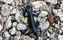 02-Salamandra alpina nella Val Rio del Lago