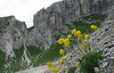 10-Papavero giallo nel Cadin di Dentro