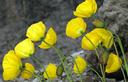 12-Papavero giallo, particolare dei fiori