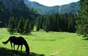 27-Cavalli al pascolo all'Alpe Tamer
