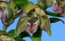 01-Elleborina latifoglia, particolare del fiore