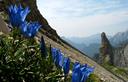 08-Genziana di Froelich in alta val Montanaia