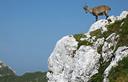 15-Stambecco alle pendici della Cima di Terrarossa