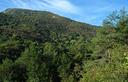 05-Boschetto di pino silvestre e pino nero alle pendici del monte Jof