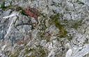 05-L'inizio della cengia erbosa sul versante nord del monte Tinisa