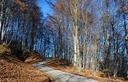 25-Bosco di faggio in aspetto invernale lungo la rotabile che scende a Enemonzo