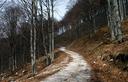 18-Bosco di faggio lungo la pista forestale per forcella Tacia