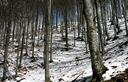 19-Bosco di faggio lungo la pista forestale per forcella Tacia